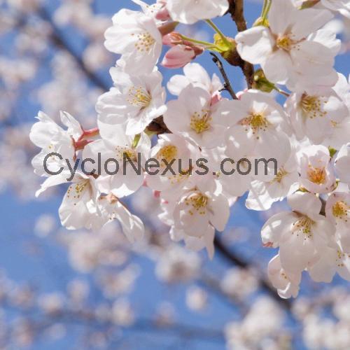 Kent Blossom recensioni e scheda tecnica